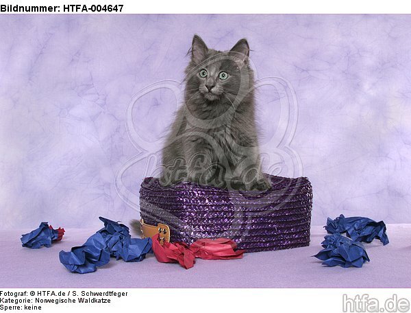 Norwegische Waldkatze Kätzchen / norwegian forestcat kitten / HTFA-004647