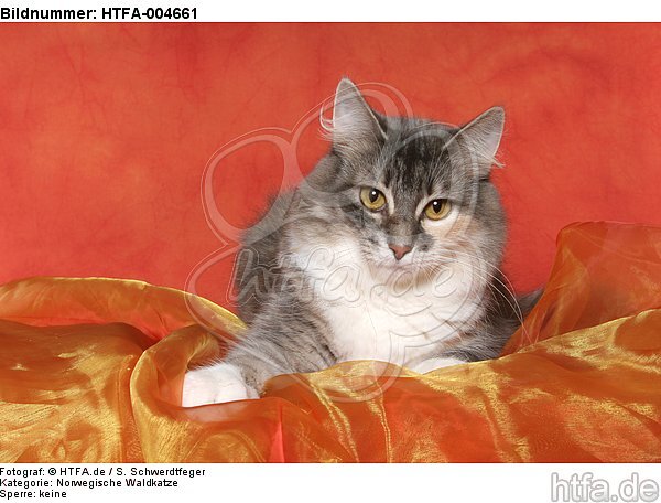 Norwegische Waldkatze / norwegian forestcat / HTFA-004661