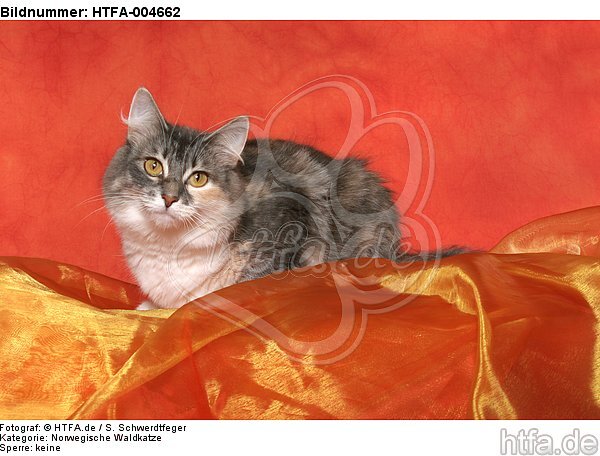 Norwegische Waldkatze / norwegian forestcat / HTFA-004662