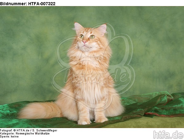 Norwegische Waldkatze / norwegian forestcat / HTFA-007322