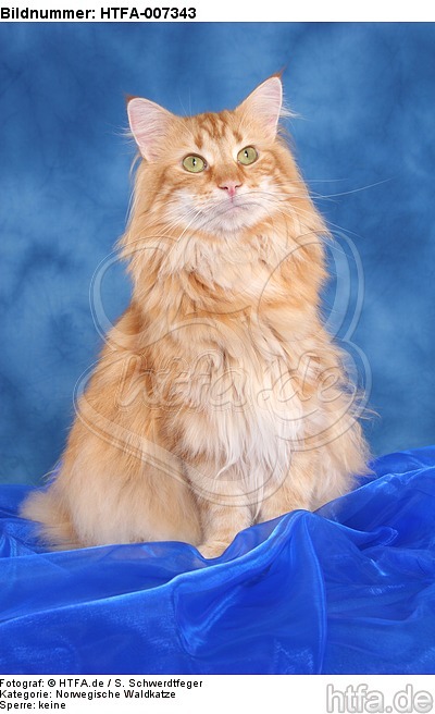 Norwegische Waldkatze / norwegian forestcat / HTFA-007343