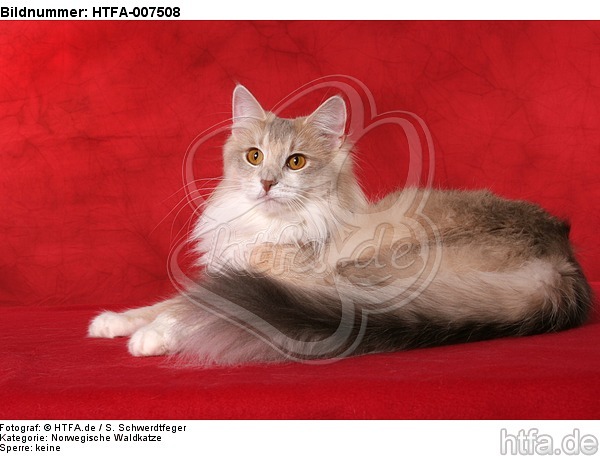 Norwegische Waldkatze / norwegian forestcat / HTFA-007508