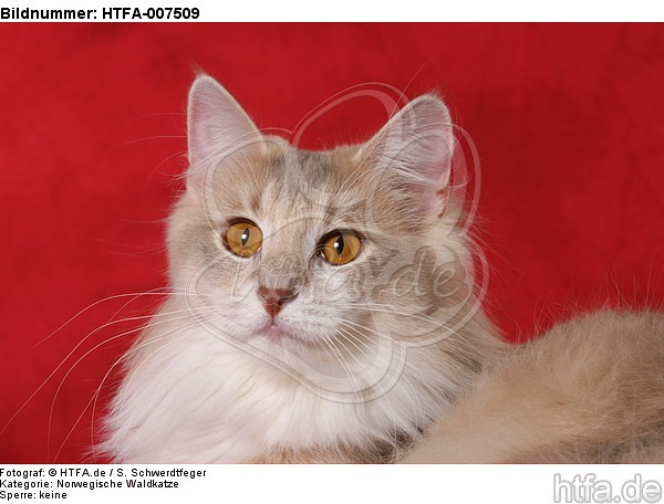 Norwegische Waldkatze / norwegian forestcat / HTFA-007509