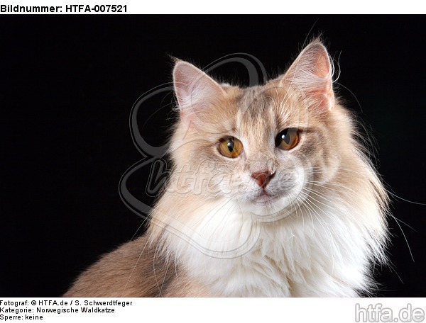 Norwegische Waldkatze / norwegian forestcat / HTFA-007521