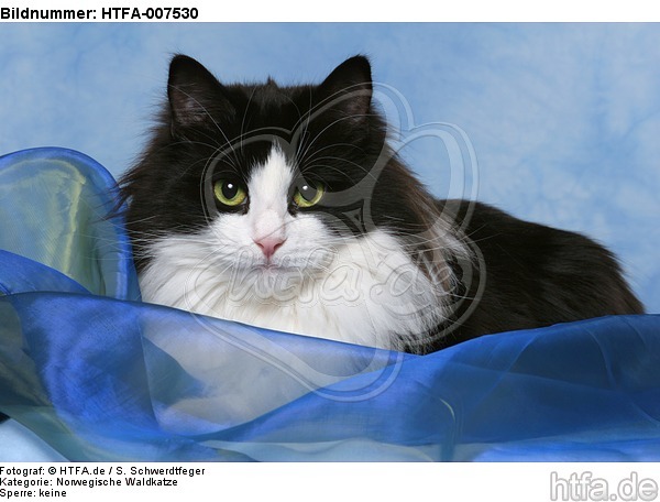 Norwegische Waldkatze / norwegian forestcat / HTFA-007530