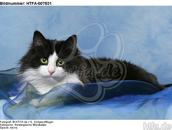 Norwegische Waldkatze / norwegian forestcat / HTFA-007531