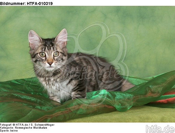 Norwegisches Waldkätzchen / Norwegian Forestcat kitten / HTFA-010319