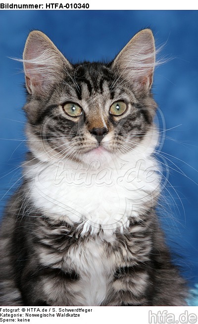 Norwegisches Waldkätzchen Portrait / Norwegian Forestcat kitten portrait / HTFA-010340