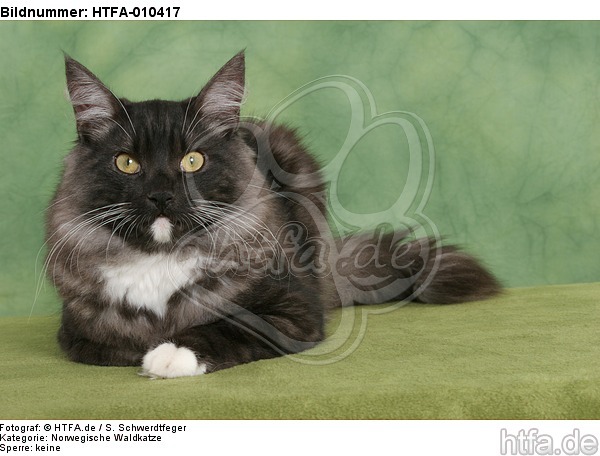 liegende Norwegische Waldkatze / lying Norwegian Forestcat / HTFA-010417