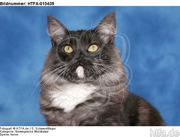 Norwegische Waldkatze Portrait / Norwegian Forestcat Portrait / HTFA-010439