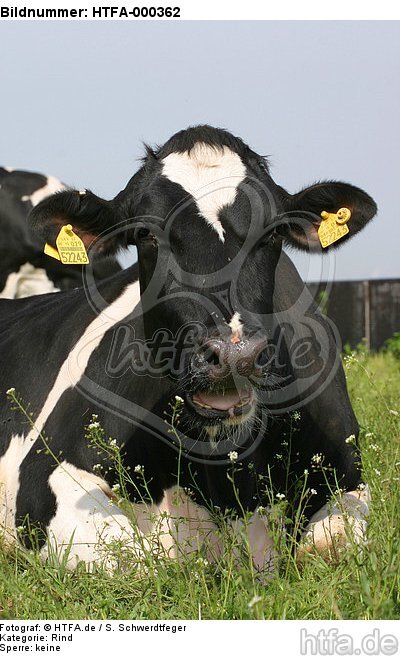 liegendes Rind / lying cattle / HTFA-000362