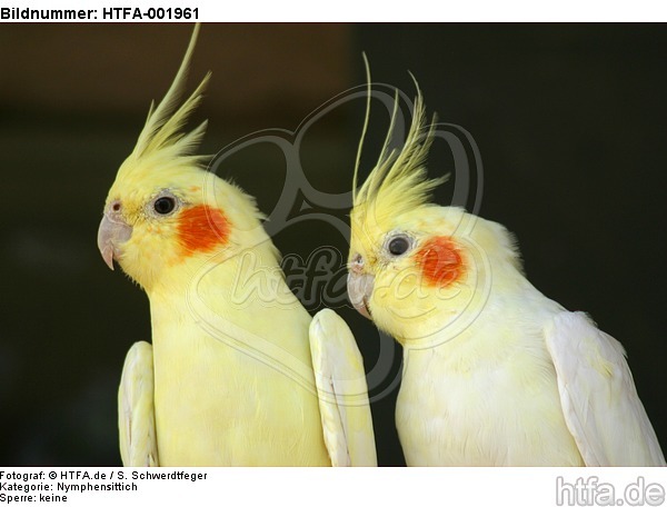 Nymphensittiche / cockatiels / HTFA-001961