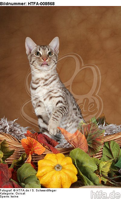 sitzende Ocicat / sitting Ocicat / HTFA-008568