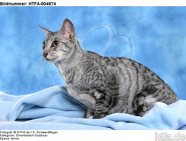 Orientalisch Kurzhaar / oriental shorthair / HTFA-004874