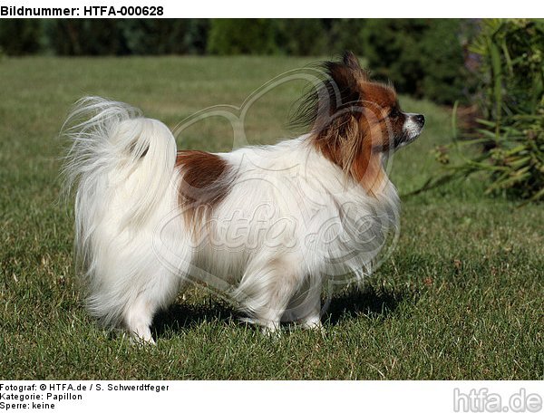 stehender Papillon / standing Papillon / HTFA-000628