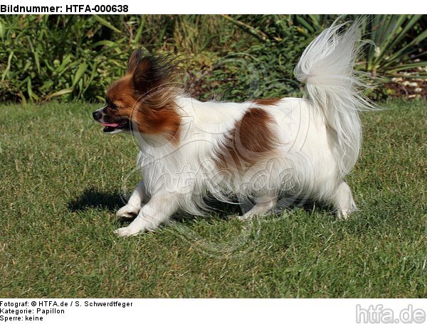 rennender Papillon / running Papillon / HTFA-000638