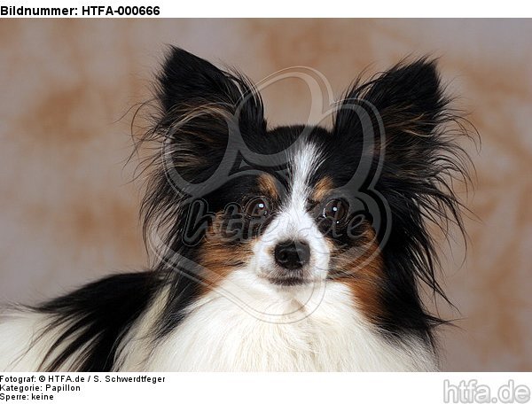 Papillon Portrait / HTFA-000666