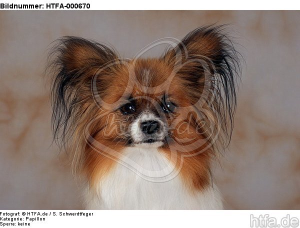 Papillon Portrait / HTFA-000670