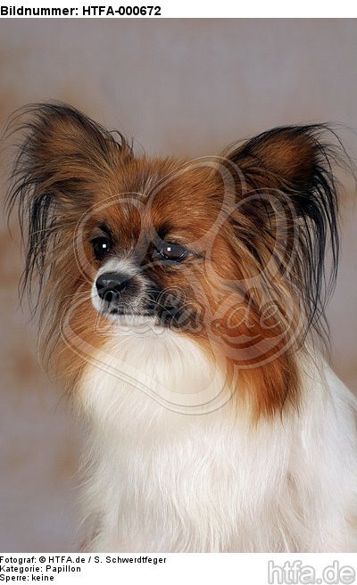 Papillon Portrait / HTFA-000672