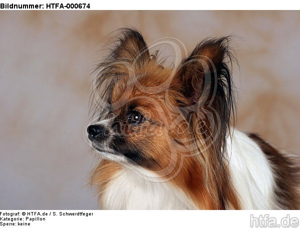 Papillon Portrait / HTFA-000674