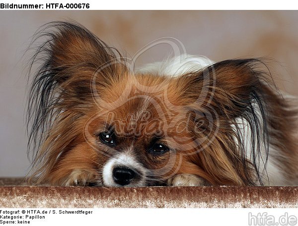 liegender Papillon / lying papillon / HTFA-000676