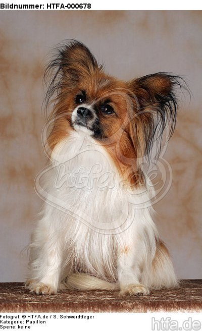 sitzender Papillon / sitting papillion / HTFA-000678