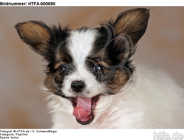 Papillon Welpe / papillon puppy / HTFA-000690