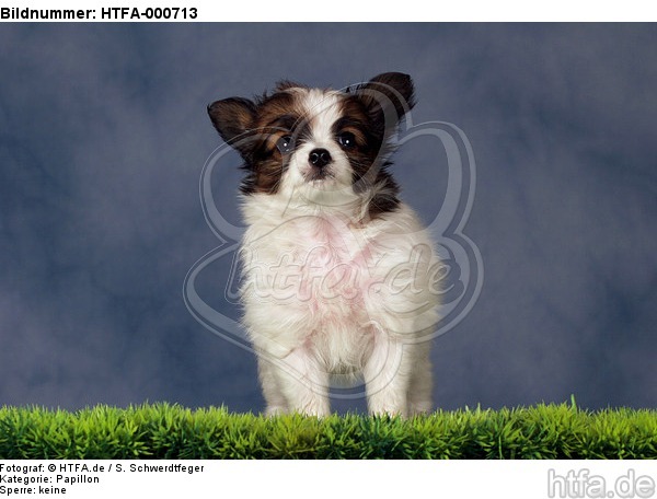 stehender Papillon Welpe / standing papillon puppy / HTFA-000713