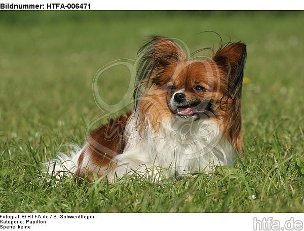 Papillon / HTFA-006471