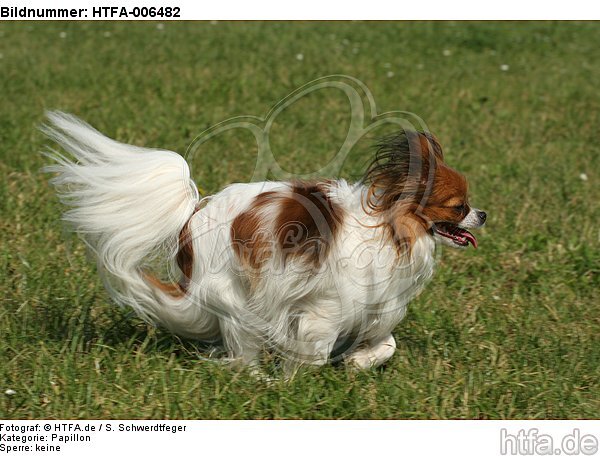 Papillon / HTFA-006482