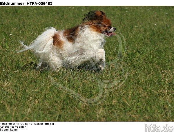 Papillon / HTFA-006483