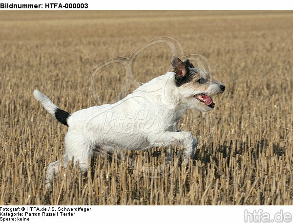 rennender Parson Russell Terrier / running PRT / HTFA-000003