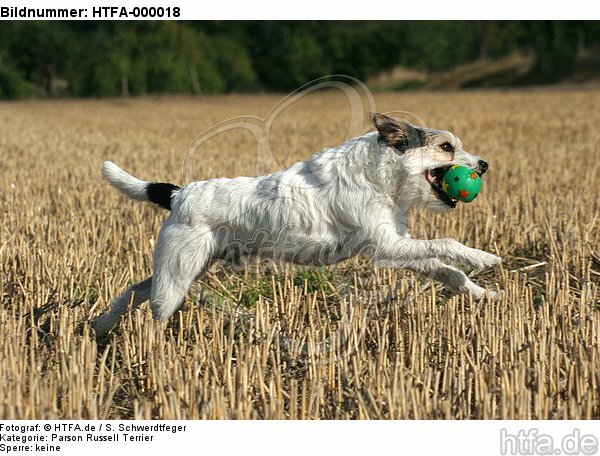 spielender Parson Russell Terrier / playing PRT / HTFA-000018