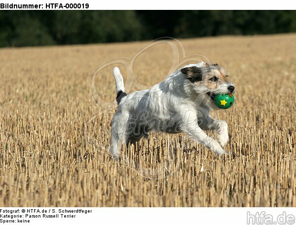 spielender Parson Russell Terrier / playing PRT / HTFA-000019