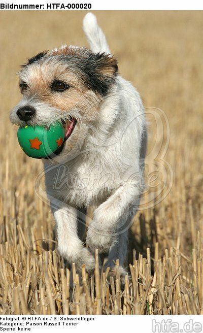 spielender Parson Russell Terrier / playing PRT / HTFA-000020