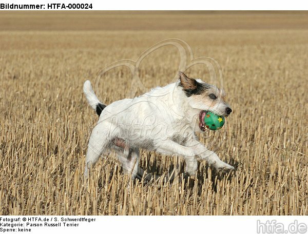 spielender Parson Russell Terrier / playing PRT / HTFA-000024