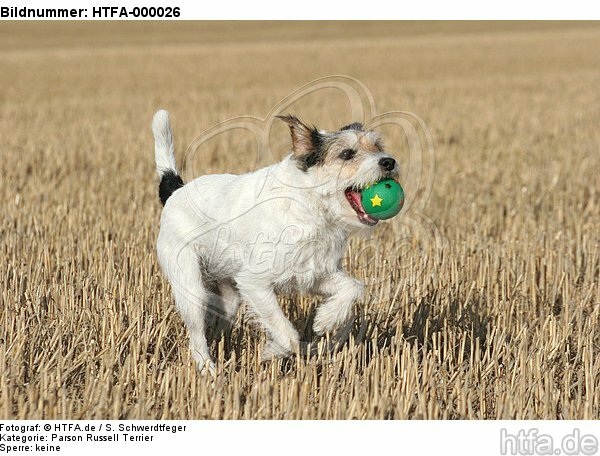 spielender Parson Russell Terrier / playing PRT / HTFA-000026
