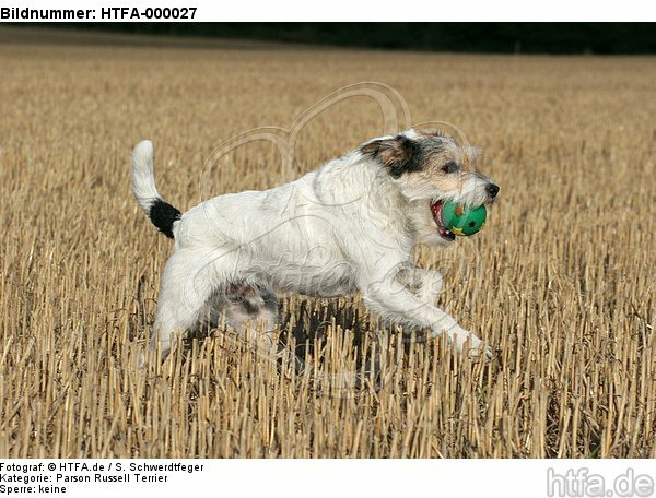 spielender Parson Russell Terrier / playing PRT / HTFA-000027