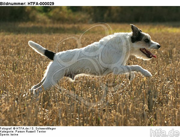 rennender Parson Russell Terrier / running PRT / HTFA-000029