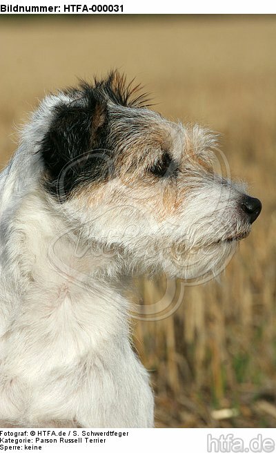 Parson Russell Terrier Portrait / HTFA-000031