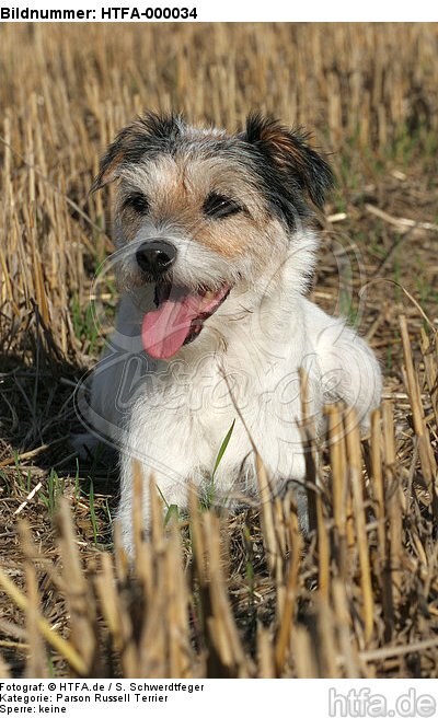 liegender Parson Russell Terrier / lying PRT / HTFA-000034