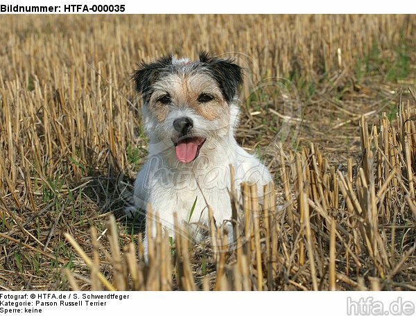 liegender Parson Russell Terrier / lying PRT / HTFA-000035