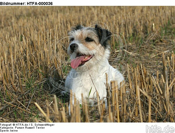 liegender Parson Russell Terrier / lying PRT / HTFA-000036