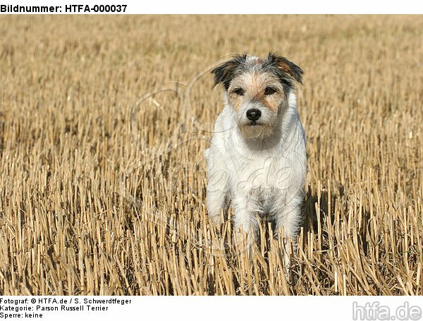 stehender Parson Russell Terrier / standing PRT / HTFA-000037