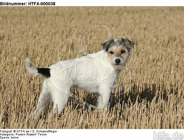 stehender Parson Russell Terrier / standing PRT / HTFA-000038
