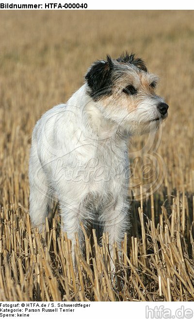 stehender Parson Russell Terrier / standing PRT / HTFA-000040
