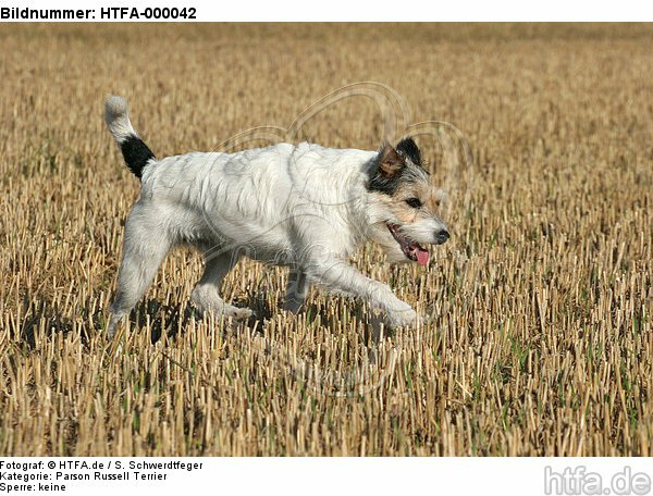 laufender Parson Russell Terrier / walking PRT / HTFA-000042