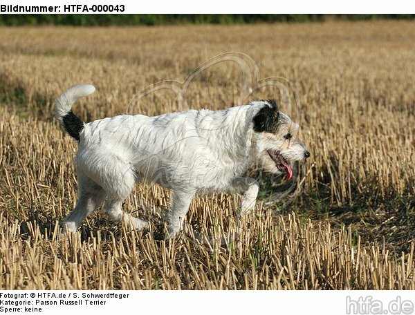 laufender Parson Russell Terrier / walking PRT / HTFA-000043