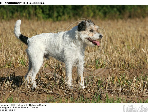 stehender Parson Russell Terrier / standing PRT / HTFA-000044
