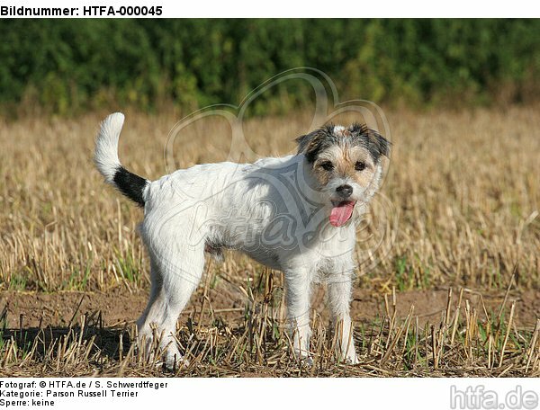 stehender Parson Russell Terrier / standing PRT / HTFA-000045